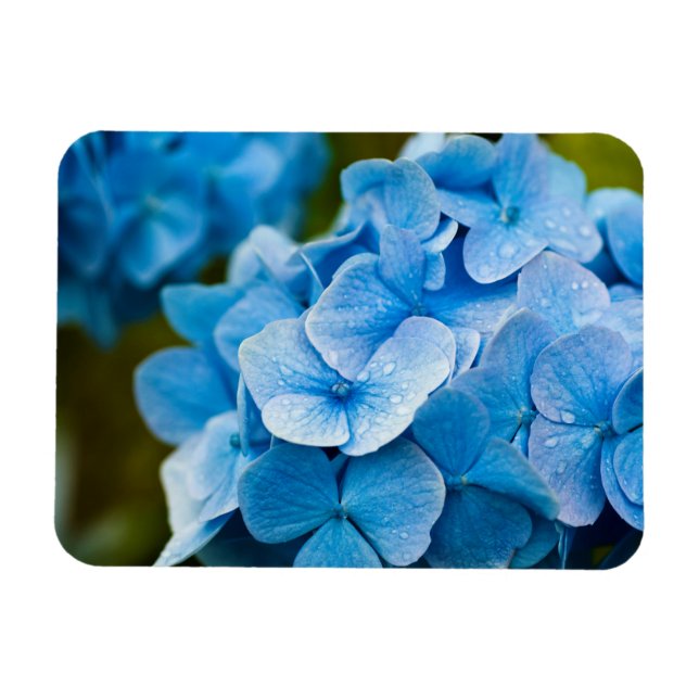 Blue Hydrangea flower Magnet (Horizontal)