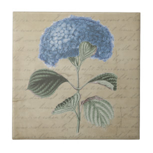 Blue Hydrangea Flower on Vintage Parchment Tile