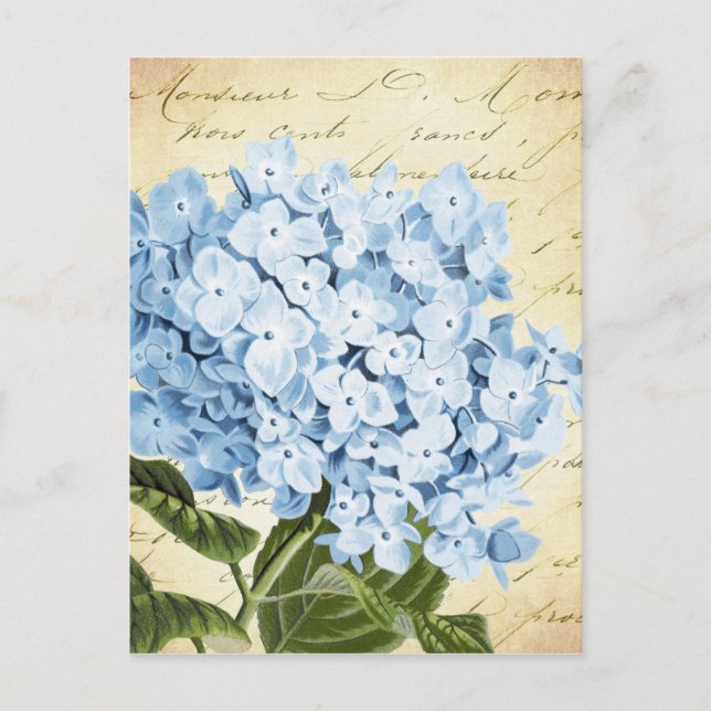 Blue Hydrangea Flower Vintage Botanical Postcard (Front)