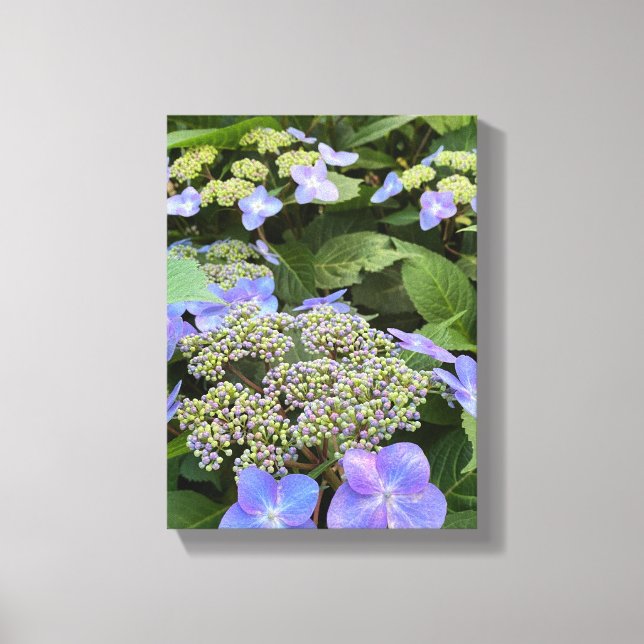 Blue Hydrangea Flowers Canvas Print (Front)
