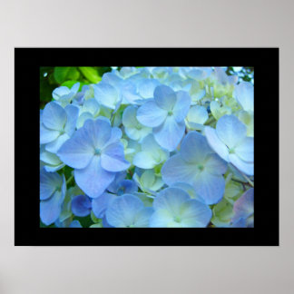 Blue Hydrangea Flowers Fine Art Prints Floral