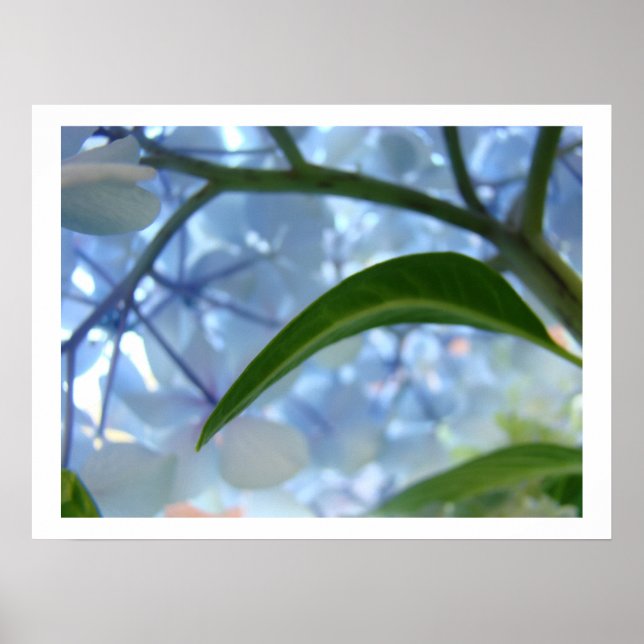 Blue Hydrangea Flowers Fine Art Prints Flowers (Front)