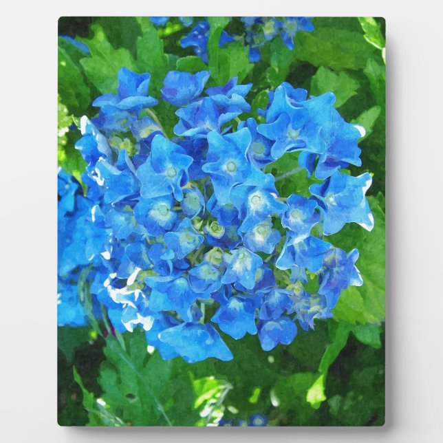 Blue hydrangea flowers. Floral photography. Plaque (Front)