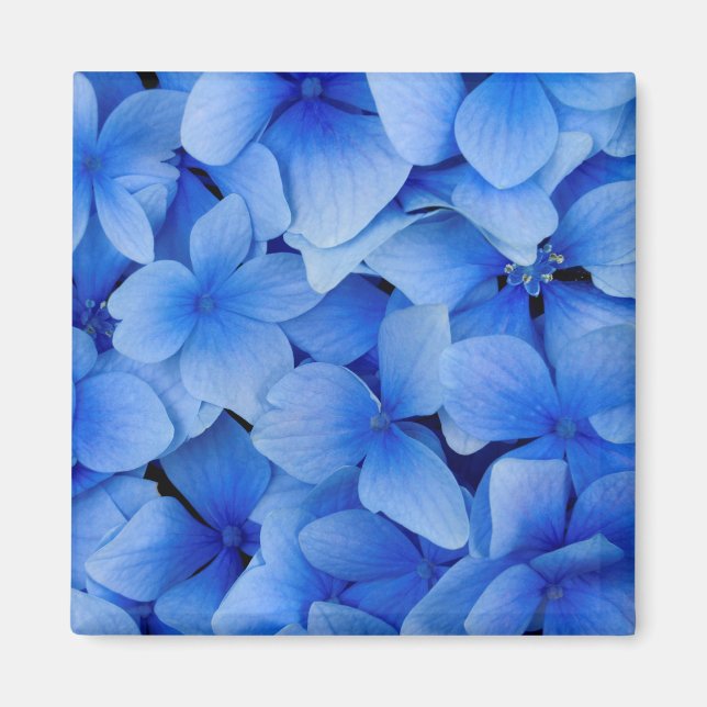 Blue Hydrangea Flowers Magnet (Front)