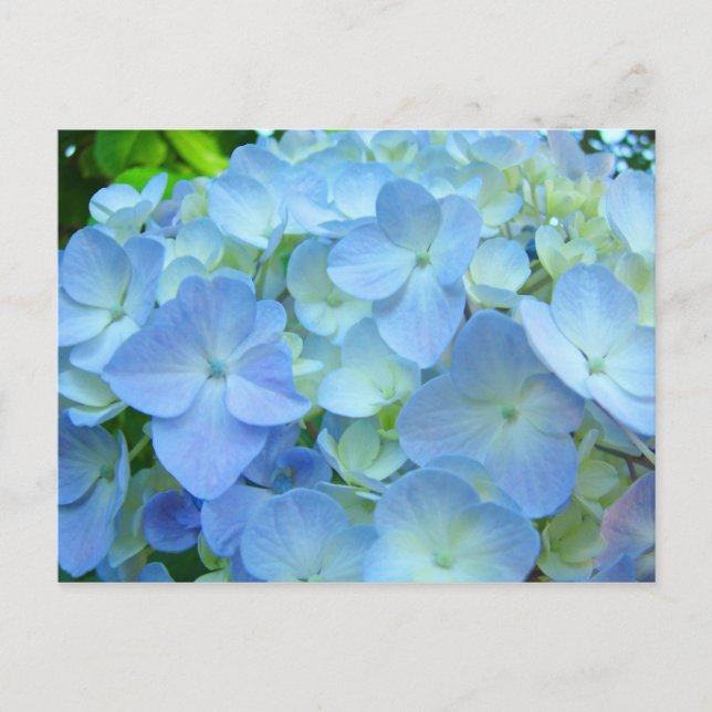 Blue Hydrangea Flowrs postcards Floral post cards (Front)