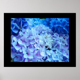 BLUE Hydrangea Garden Flowers art prints