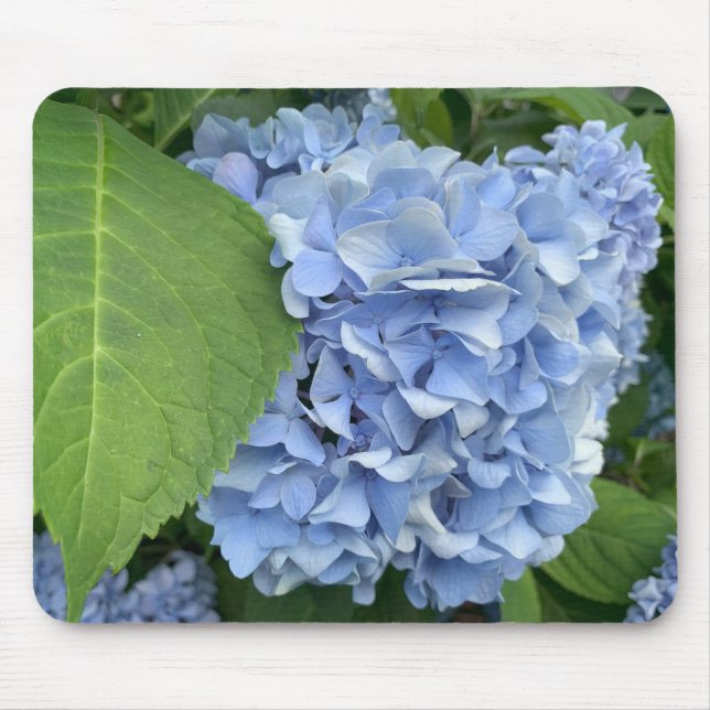 Blue Hydrangea (Hydrangea macrophylla) mouse pad (Front)