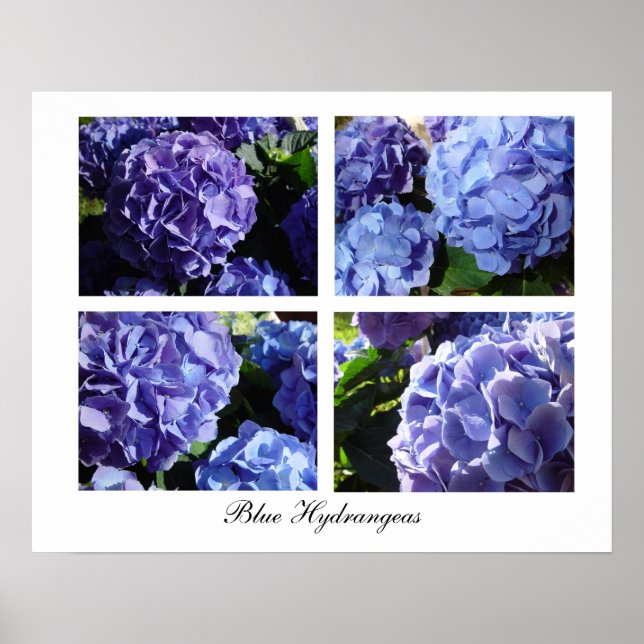 Blue Hydrangea mix, Blue Hydrangeas Poster (Front)
