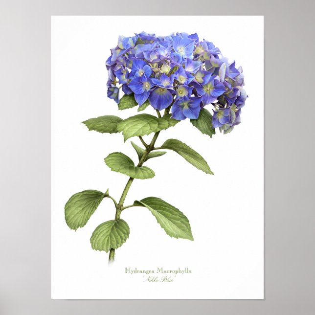 Blue Hydrangea Original Art Print (Front)