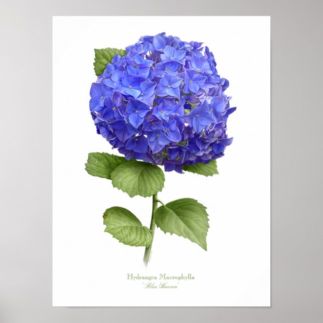 Blue Hydrangea Original Art Print (Front)