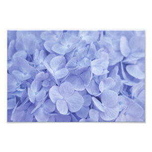 Blue Hydrangea Photo Print