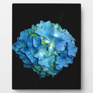 Blue Hydrangea Plaque