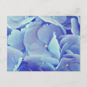 Blue Hydrangea Postcard