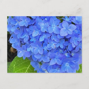 Blue Hydrangea Postcard