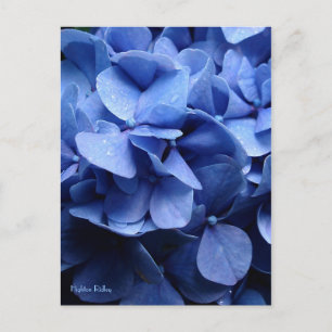 Blue Hydrangea postcard