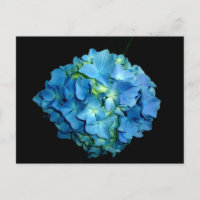 Blue Hydrangea