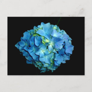 Blue Hydrangea Postcard