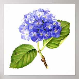 Blue Hydrangea Poster