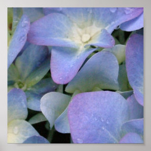 Blue Hydrangea Poster