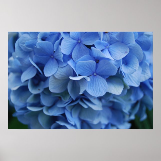Blue Hydrangea Poster (Front)