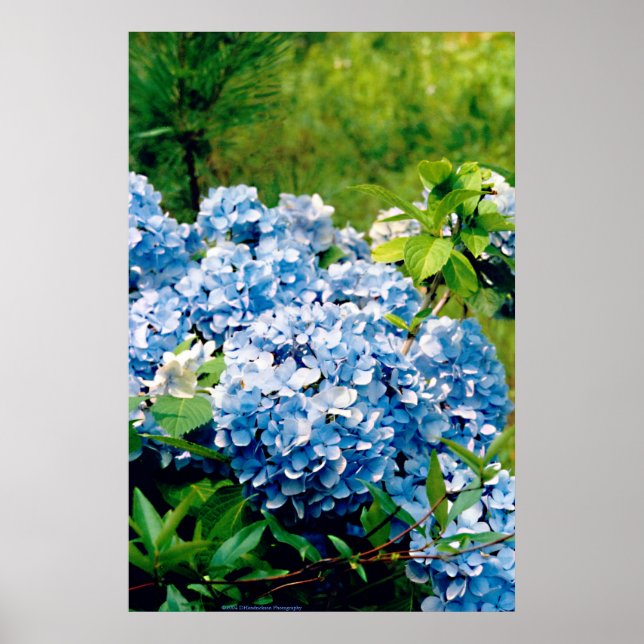 Blue Hydrangea Poster (Front)