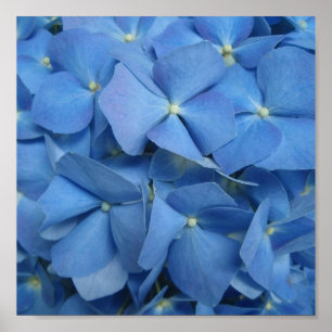 Blue Hydrangea Print