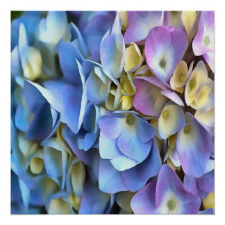 Blue Hydrangea Shrub Artistic Bossom Poster