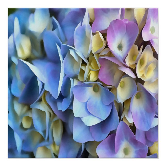 Blue Hydrangea Shrub Artistic Bossom Poster (Front)