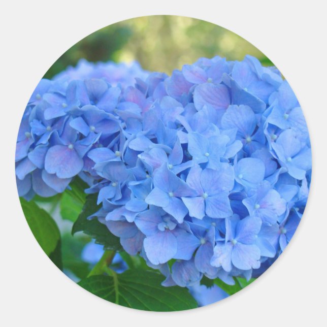 Blue Hydrangea stickers Summer Hydrangea Garden (Front)