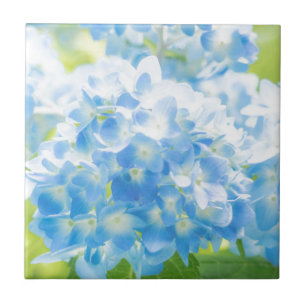 Blue Hydrangea Tile