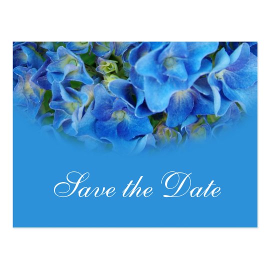 Blue hydrangea wedding save the date postcards. postcard