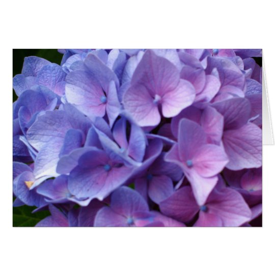 Blue Hydrangeas Card