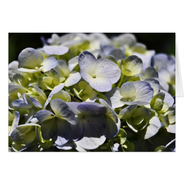 Blue Hydrangeas Flowers (Front Horizontal)