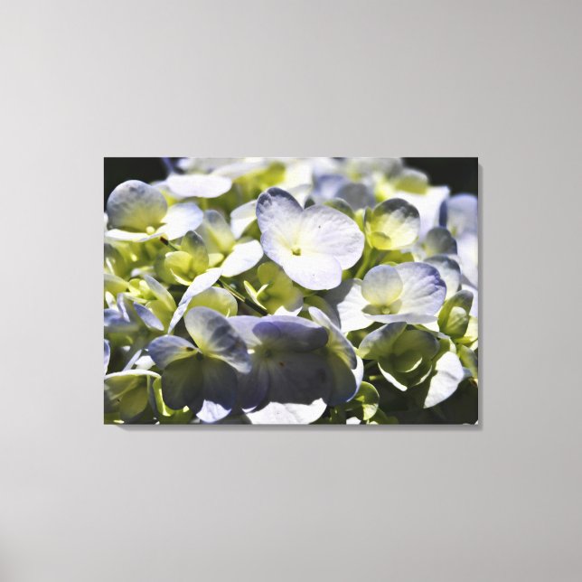 Blue Hydrangeas Flowers Canvas Print (Front)