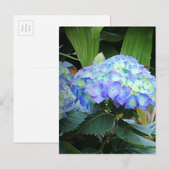 Blue Hydrangeas Flowers Floral Nature Photography Postcard (Front/Back)
