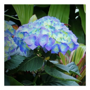 Blue Hydrangeas Flowers Floral Nature Photography Poster