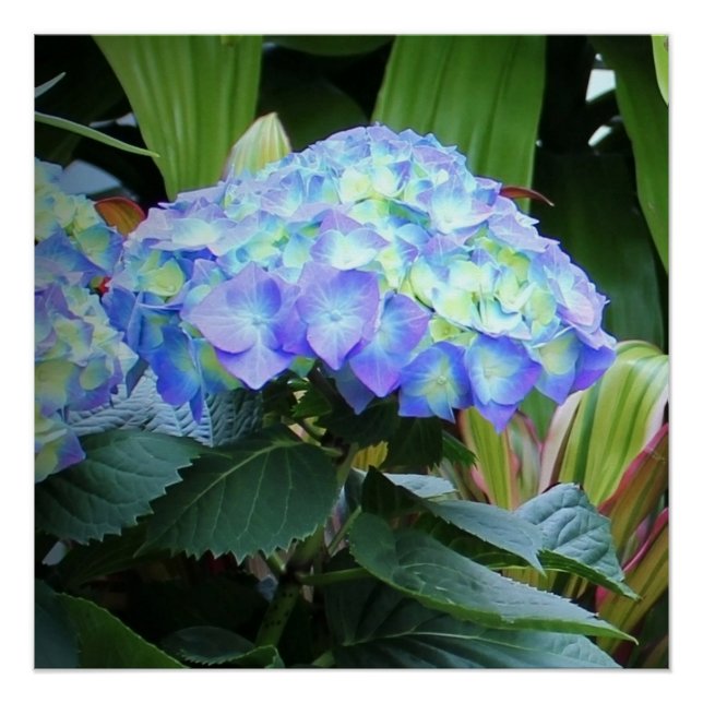 Blue Hydrangeas Flowers Floral Nature Photography Poster (Front)