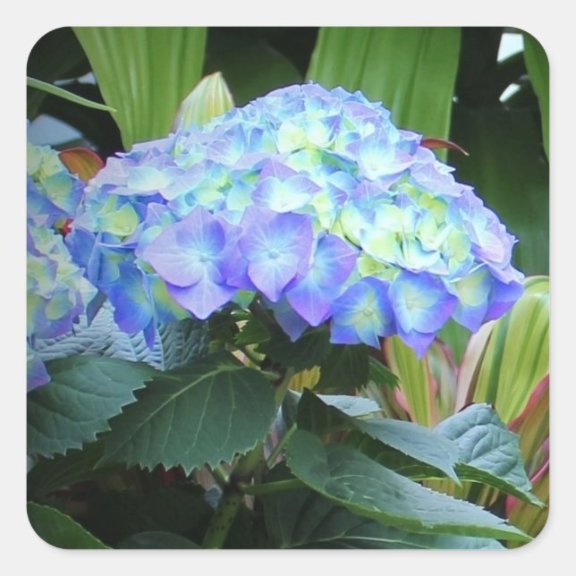 Blue Hydrangeas Flowers Floral Nature Photography  Square Sticker (Front)