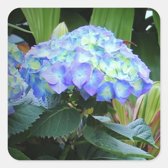 Blue Hydrangeas Flowers Floral Nature Photography Square Sticker (Front)