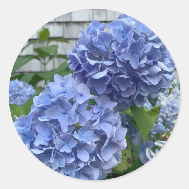 Blue Hydrangeas (Hydrangea macrophylla) stickers (Front)