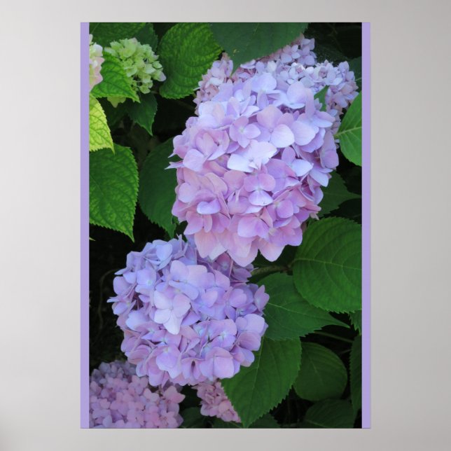 Blue Hydrangeas (Photo) Poster (Front)