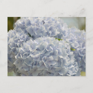 Blue Hydrangeas Postcard