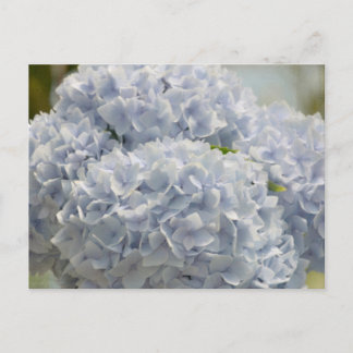 Blue Hydrangeas Postcard