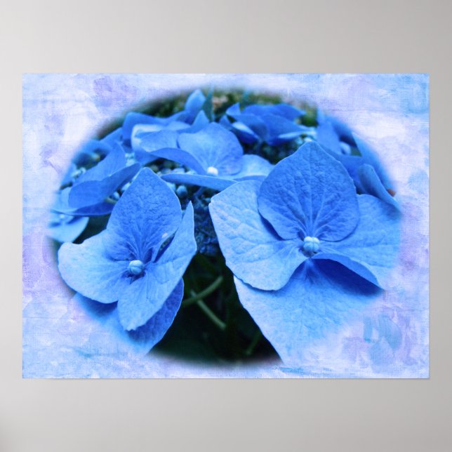 Blue Hydrangeas - Poster (Front)