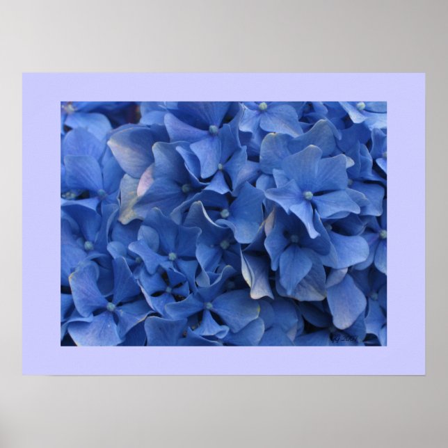 Blue Hydrangeas Print (Front)