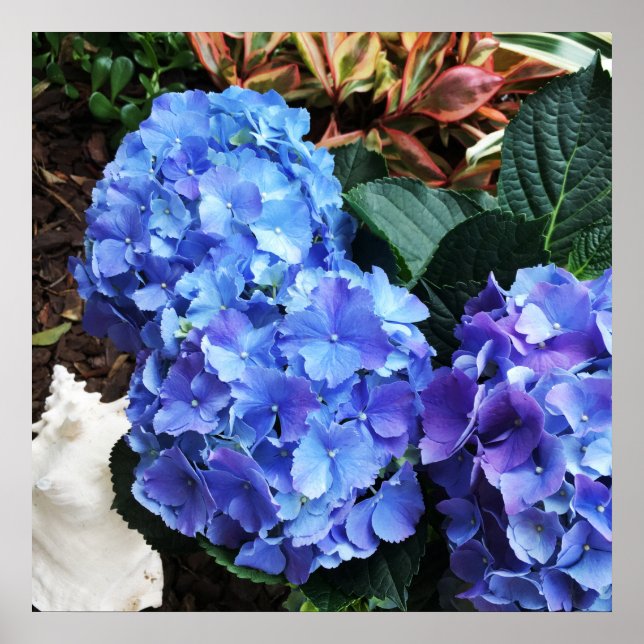 Blue Hydrangeas Tropical Garden Seashell Poster (Front)