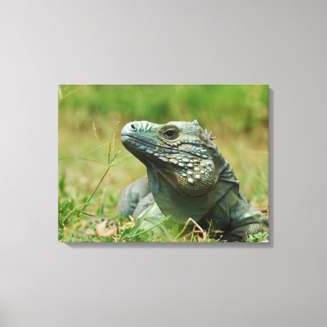 Blue Iguana Canvas Print (Front)