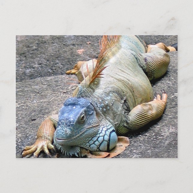 Blue Iguana Postcard (Front)