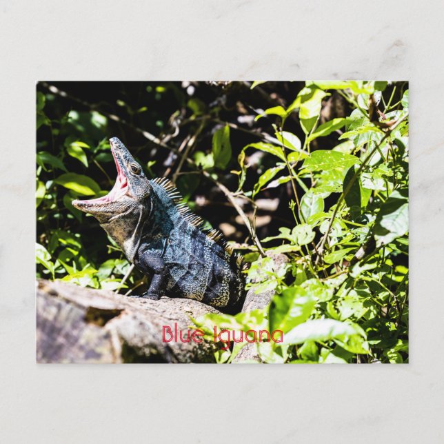 Blue Iguana  Postcard (Front)