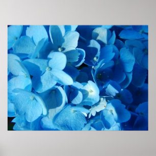 Blue Impression (hydrangea) Poster
